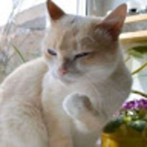 Meet your Posher, Susana